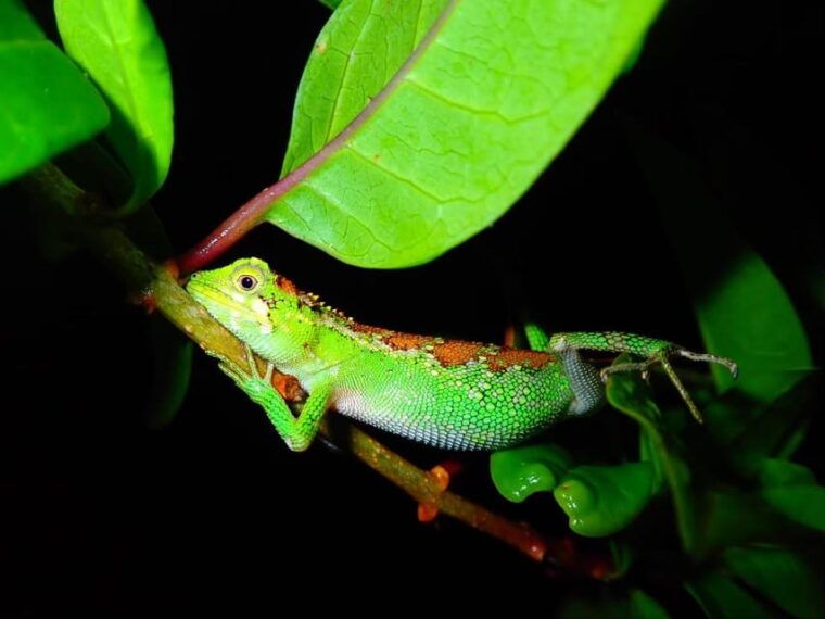miyako-island-stars-jungle-night-walking-tour