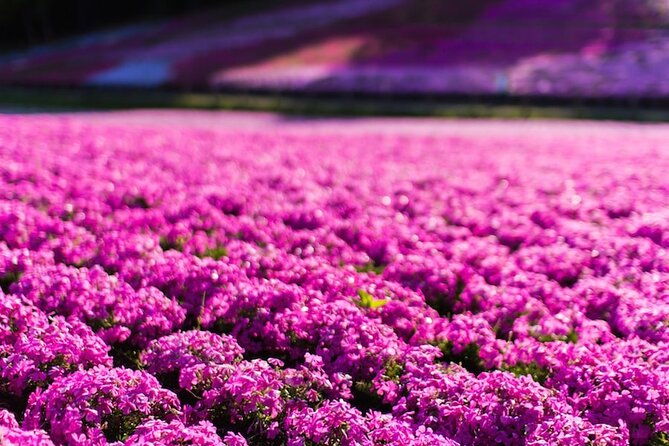 mt-fuji-private-tour-by-car-with-pick-up-from-tokyo
