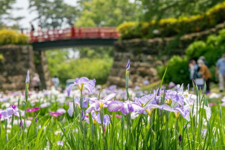 odawara-odawara-castle-and-town-guided-discovery-tour