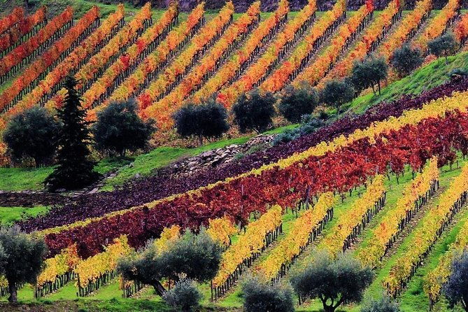 porto-douro-valley-full-day-wine-tasting-river-cruise-and-lunch