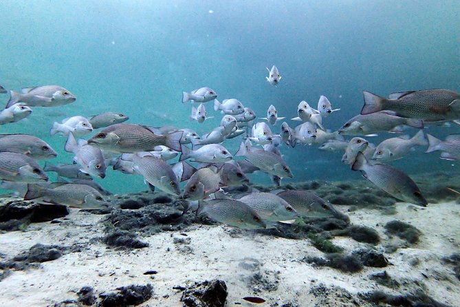 private-og-manatee-snorkel-tour-with-guide-for-up-to-10-people