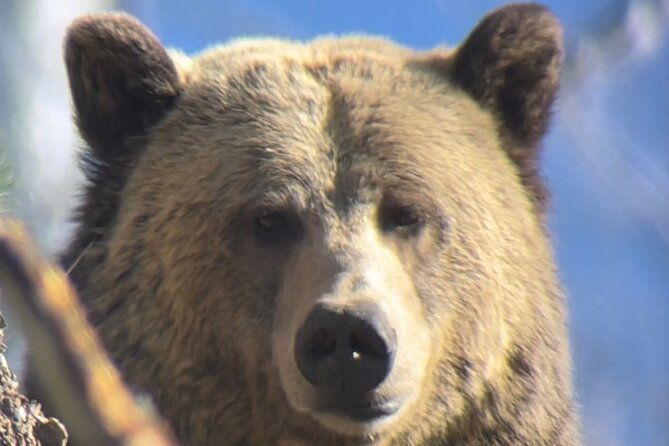 private-yellowstone-tour-iconic-sites-wildlife-family-friendly-hikes-lunch