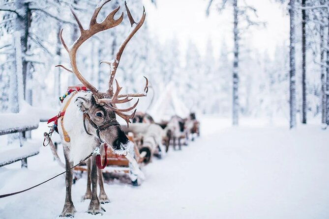 rovaniemi-santa-claus-village-husky-reindeer-farm-arctic-museum