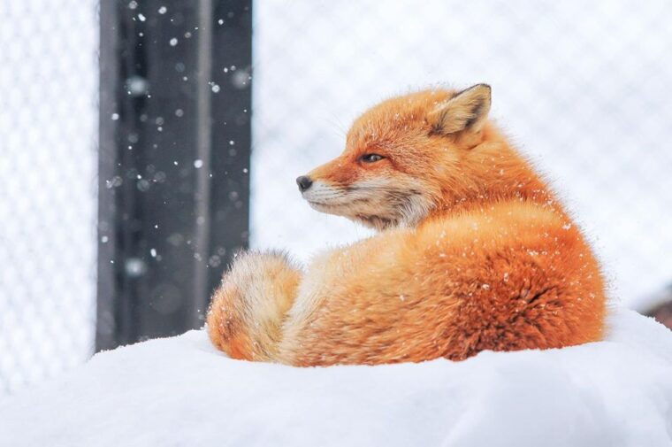 sapporo-asahiyama-zoo-shirahige-falls-biei-pond-day-tour