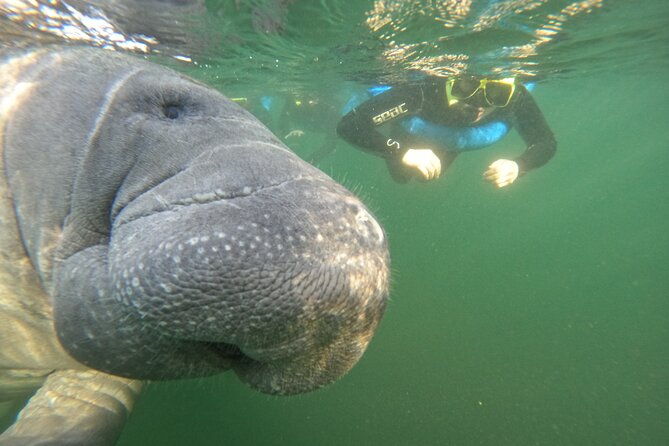 small-group-manatee-swim-tour-with-in-water-guide