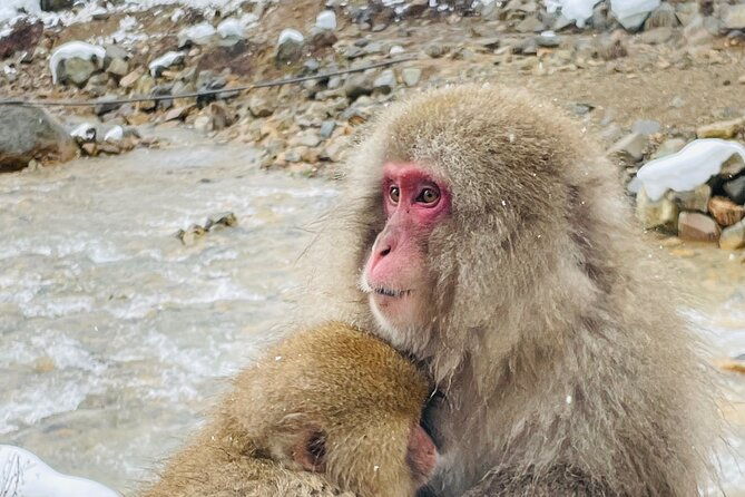 snow-monkey-nagano-one-day-private-tour-with-english-guide