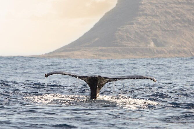 wild-dolphin-watching-and-snorkel-safari-off-west-coast-of-oahu