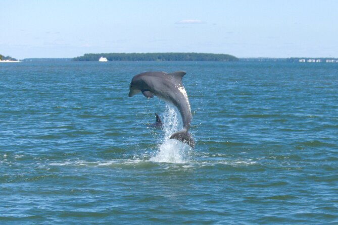 90-minute-private-dolphin-tour-in-hilton-head-island
