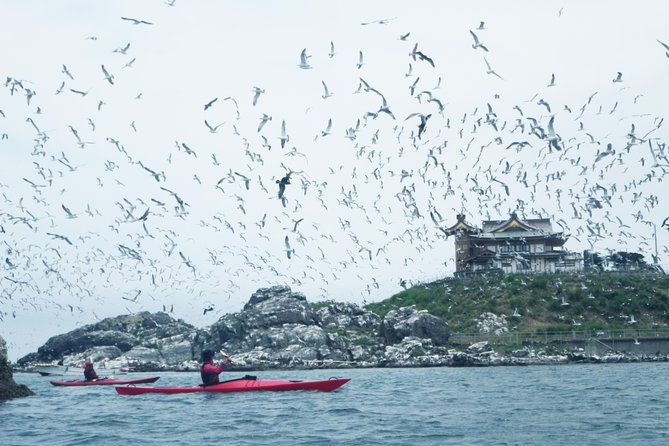 a-sea-kayak-tour-of-kabushima-island-the-home-of-30000-black-tailed-gulls