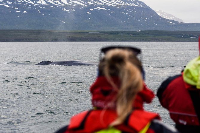 akureyri-express-whale-watching-by-rib-boat