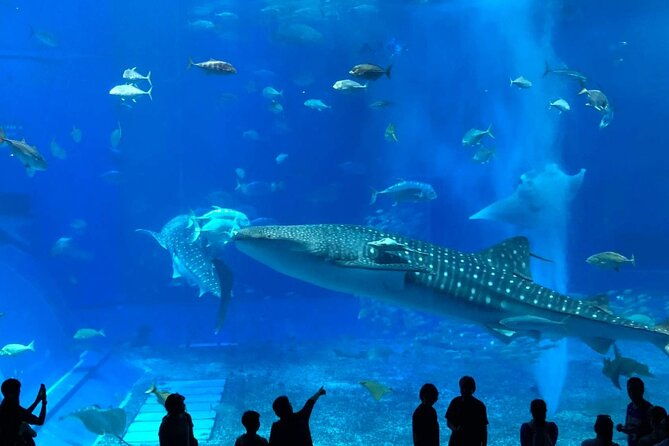 american-village-okinawa-churaumi-aquarium-tour-from-naha-chatan