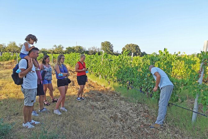 archeology-visit-to-a-vineyard-and-wine-and-pecorino-cheese-tasting