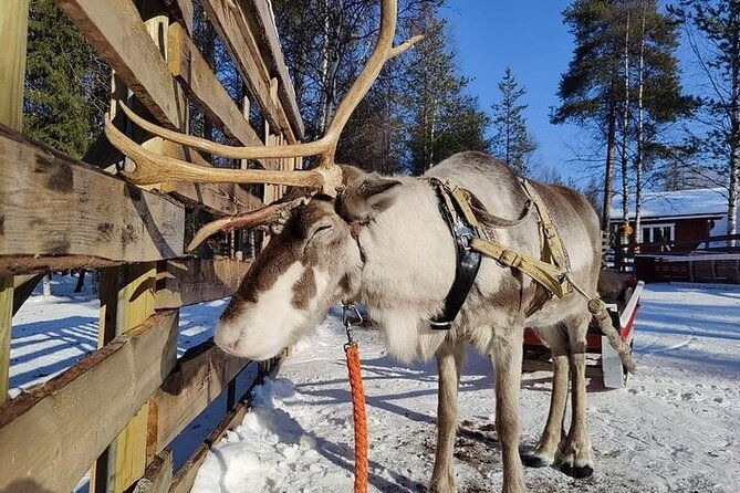 arctic-animals-adventure-with-lunch-buffet
