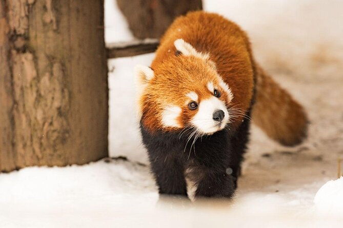 asahiyama-zoo-aoiike-farm-tomita-ningle-terrace-from-sapporo