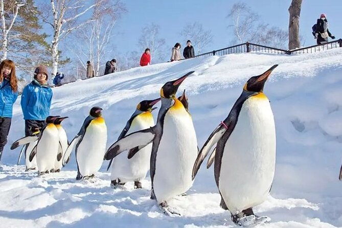 asahiyama-zoo-one-day-tour