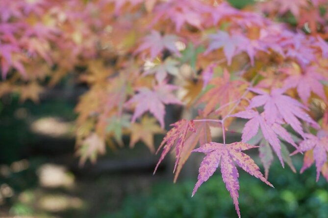 autumn-leaves-private-tour-in-nagoya