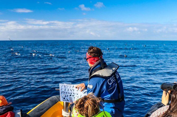 azores-marine-birdwatching-expedition