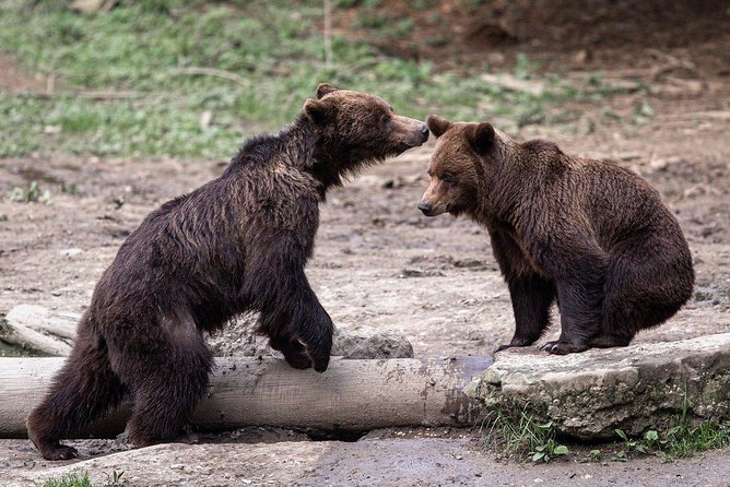 bear-watching-experience-near-brasov