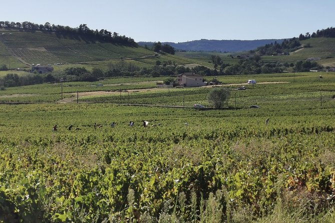 beaujolais-wine-tour-from-lyon-half-day