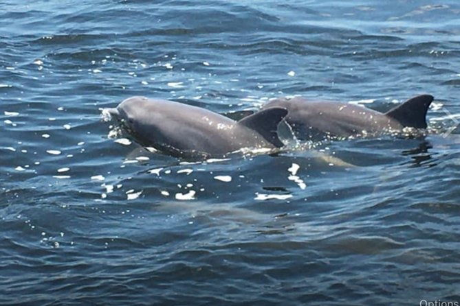 big-fun-dolphin-cruise-sealife-experiece-orange-beach-alabama