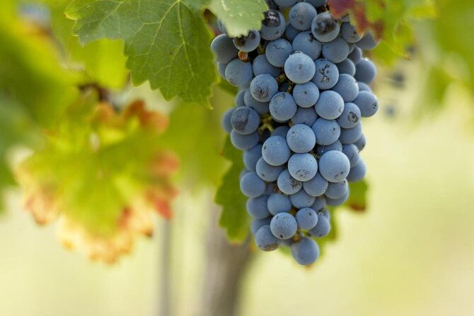bordeaux-full-day-wine-tour-3-wineries-gourmet-picnic-lunch