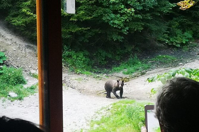 brown-bears-in-the-wild-no-fence