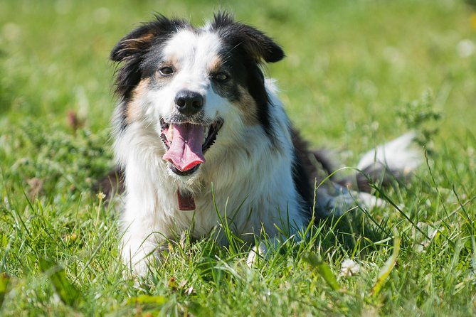 caherconnell-fort-sheepdog-demonstrations