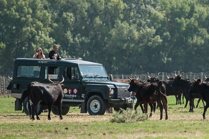 camargue-4x4-safari-vip-tour