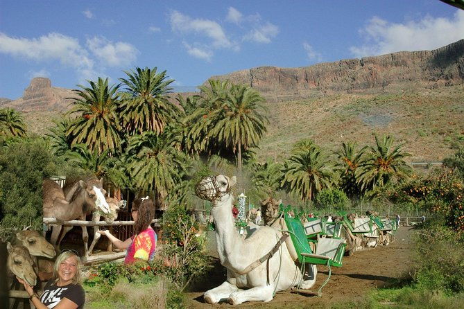 camel-ride-in-fataga-with-tapas-and-drinks