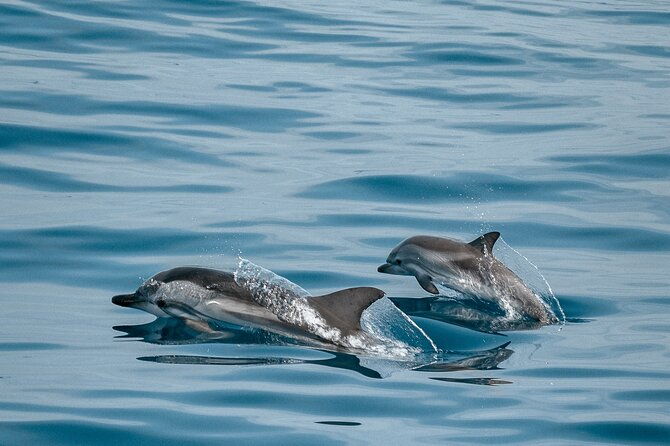 catamaran-ocean-cruise-tour-food-drinks-included