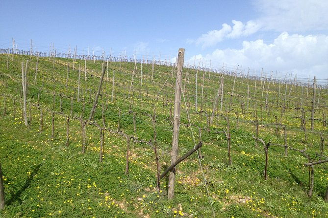 chania-shore-excursion-off-road-vineyard-and-winery-tour-half-day