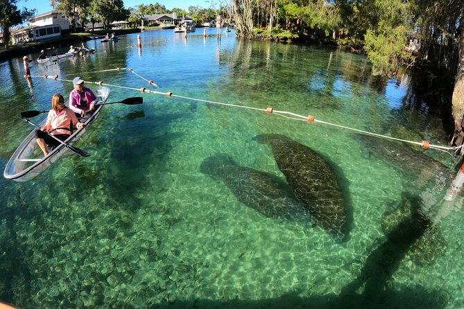 clear-kayak-manatee-ecotour-of-crystal-river
