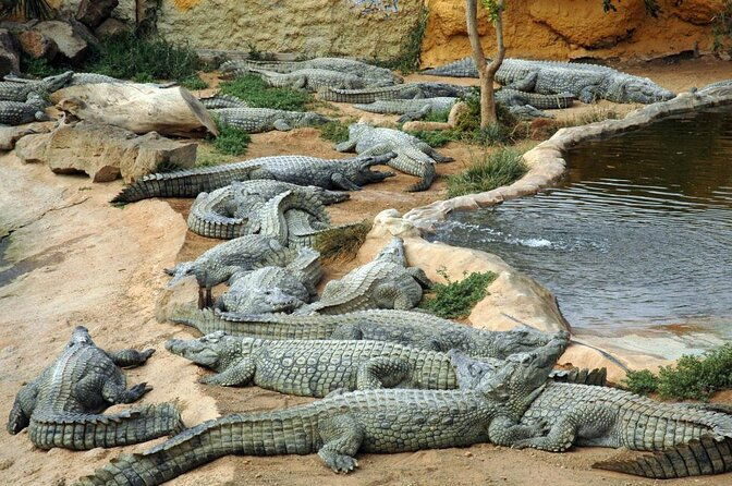 cocodrilo-park-zoo-admission-ticket-in-aguimes