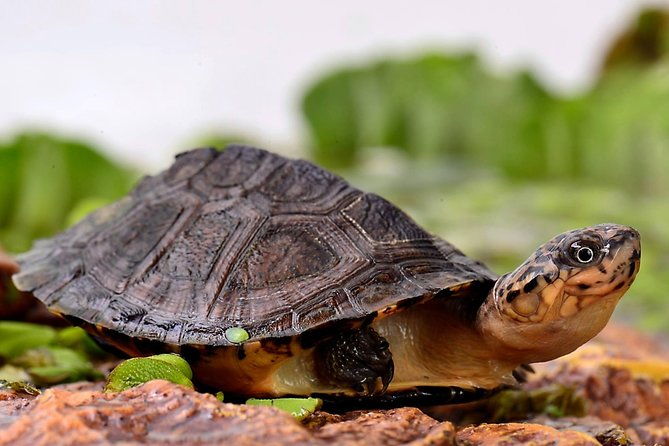 corsica-a-cupulatta-turtle-park-skip-the-line-admission-ticket
