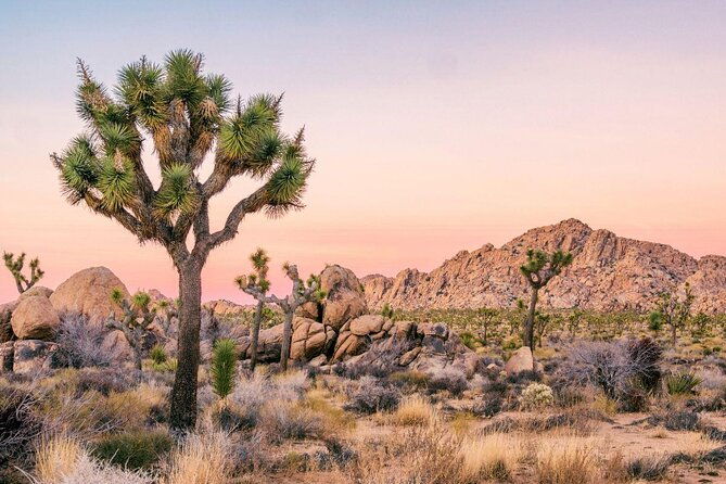 creativesoul-scavengerhunthidden-valleyjoshua-treeremote-host