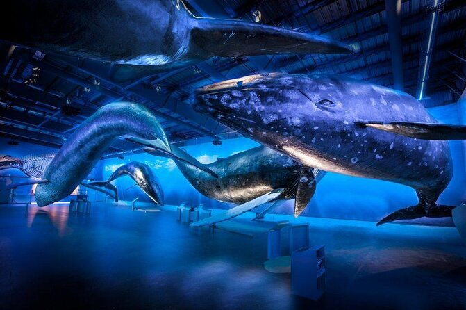 deluxe-whale-watching-and-whales-of-iceland-exhibition-combo-from-reykjavik