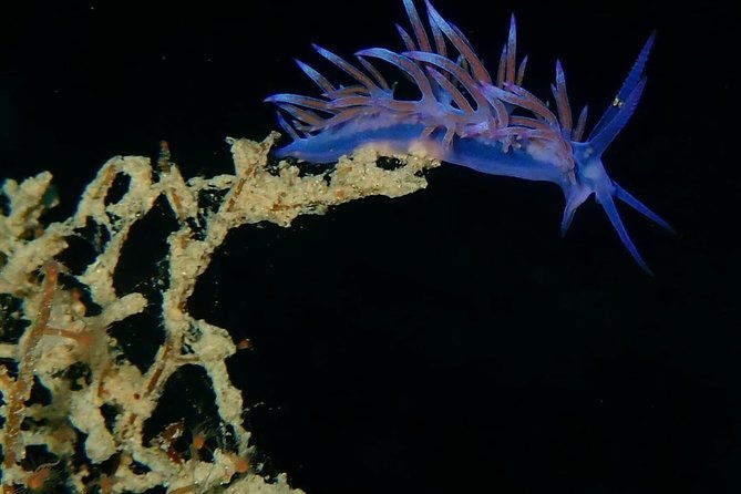 discover-scuba-diving-in-naxos-greece