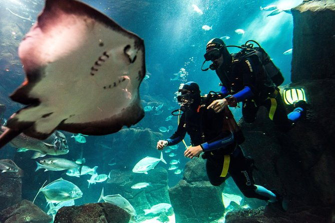 diving-in-the-madeira-aquarium