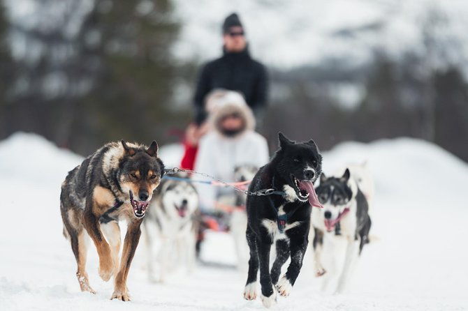 dog-sled-tour-and-husky-cuddles