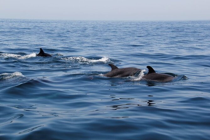 dolphin-and-whale-watching-in-lagos