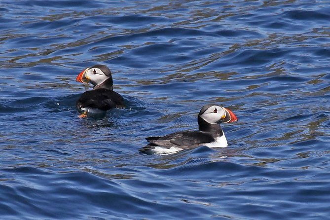 dolphin-and-whale-watching-tour-from-dingle
