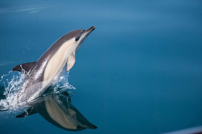dolphin-watching-adventure-in-estepona-bay