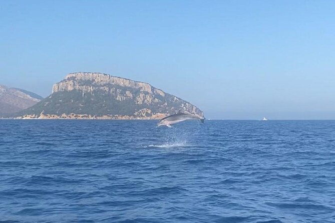 dolphin-watching-and-snorkeling-in-figarolo-in-sardinia