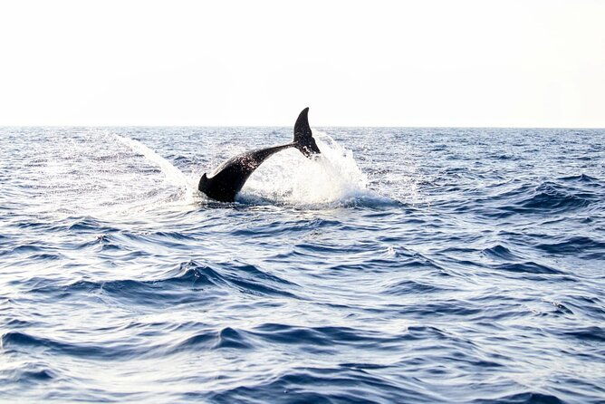 dolphin-watching-by-boat