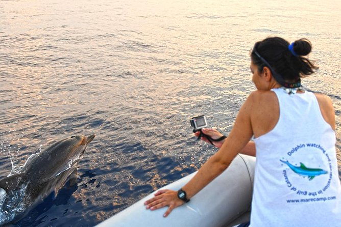 dolphin-watching-conservation-dolphins-in-the-gulf-of-catania