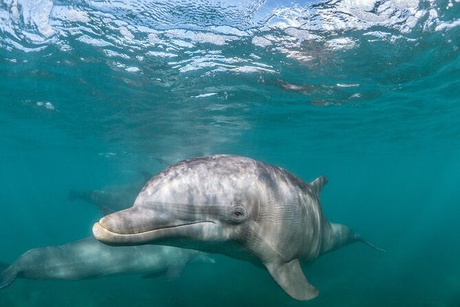 dolphin-watching-half-day-cruise-from-lagos