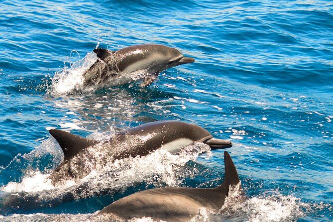 dolphin-watching-in-marina-de-lagos