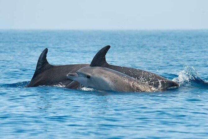 dolphin-watching-tour-with-snorkeling-from-olbia