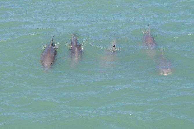 eco-and-dolphin-watch-tour-of-south-padre-island