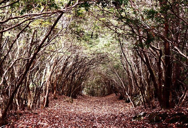 explore-mt-fuji-ice-cave-in-aokigahara-forest